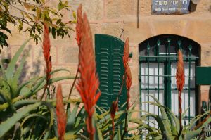 Aloe flowers in Yemin Moshe