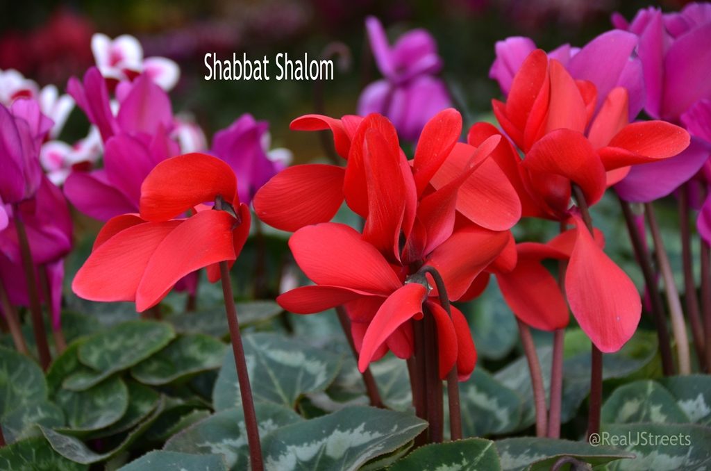 Poster for Shabbat Shalom with bright flowers 