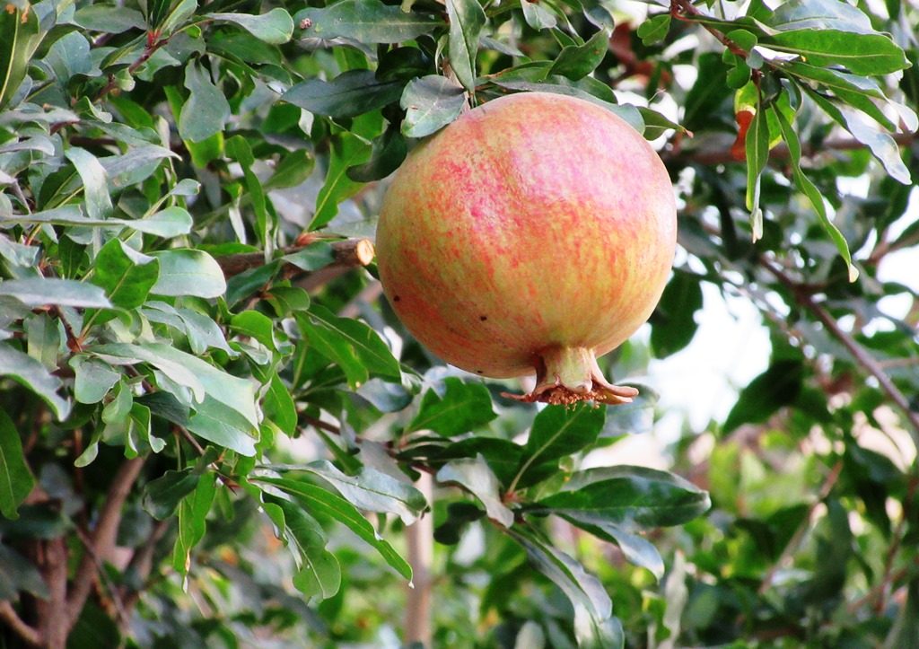 Pomegranate on tree ready to pick 