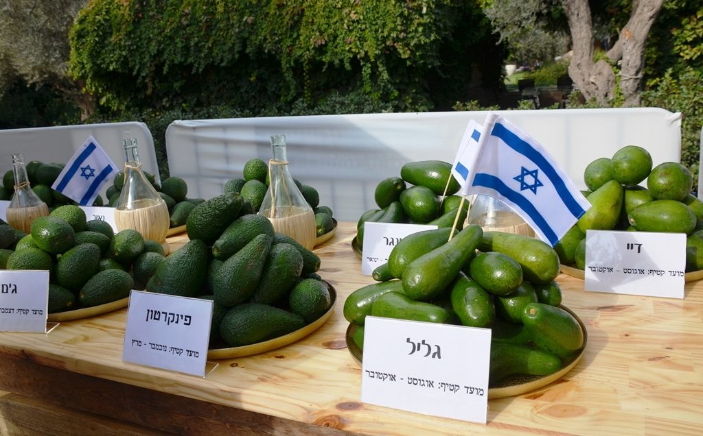 Types of avocado grown in Israel 
