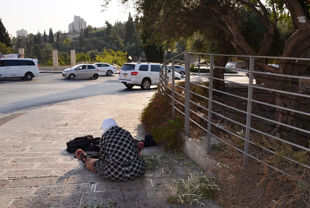 Arab women collecting olives taken from tree near Mamilla Mall Jerusalem 