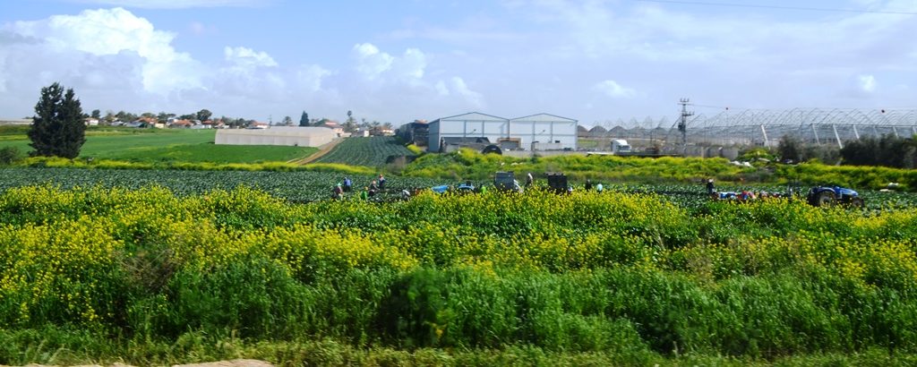 Israel green from winter rain people working in fields 