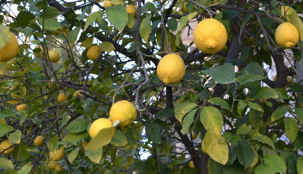 Lemon tree growing in Jerusalem Israel 