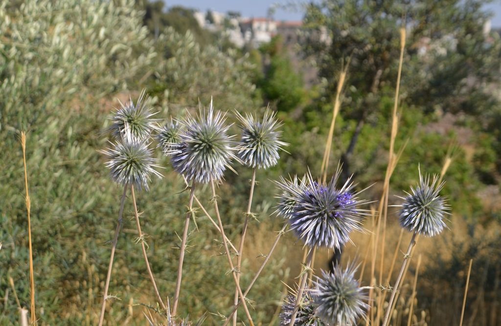 Dry weeds in summer in Jerusalem Israel Valley of the Cross 