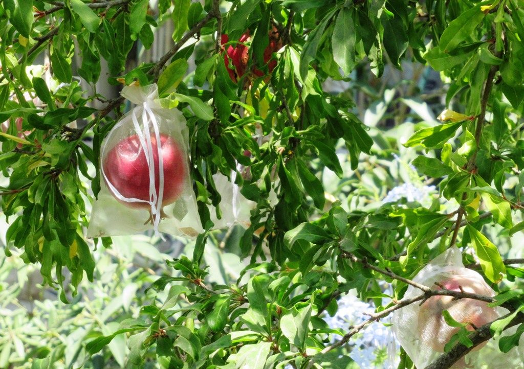 Pomegranate tree in Jerusalem Israel