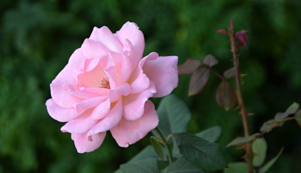 Rose in full bloom in Jerusalem Israel garden