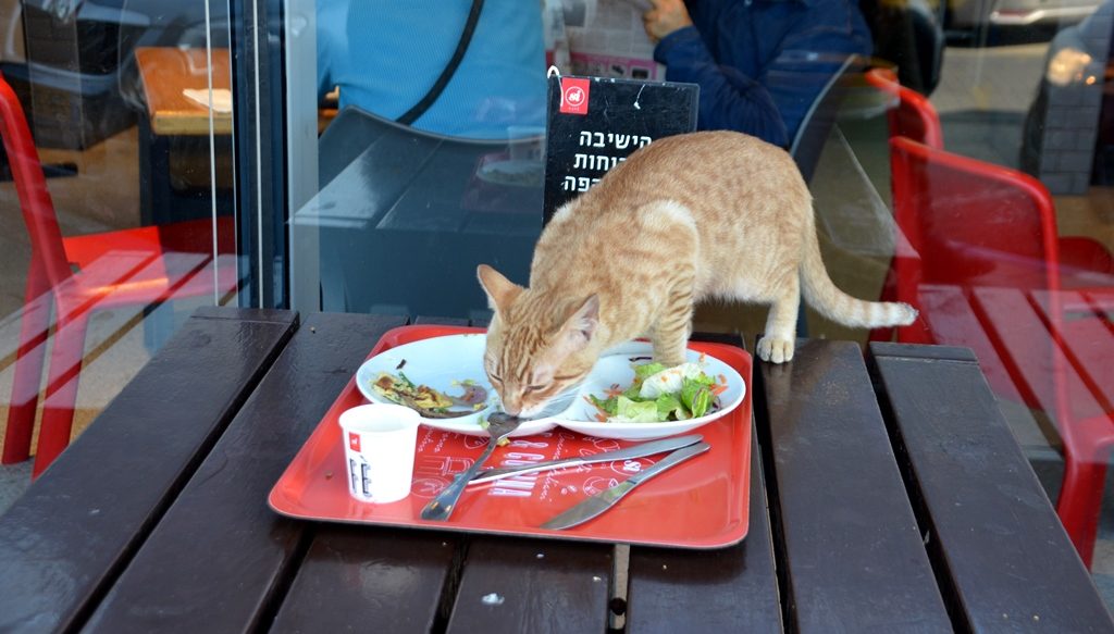 Cat eating food left over on a table 