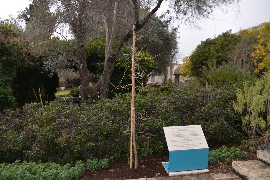 Israeli President Garden tree planted in January 2020 in honor of Prince of Wales visit to Jerusalem 