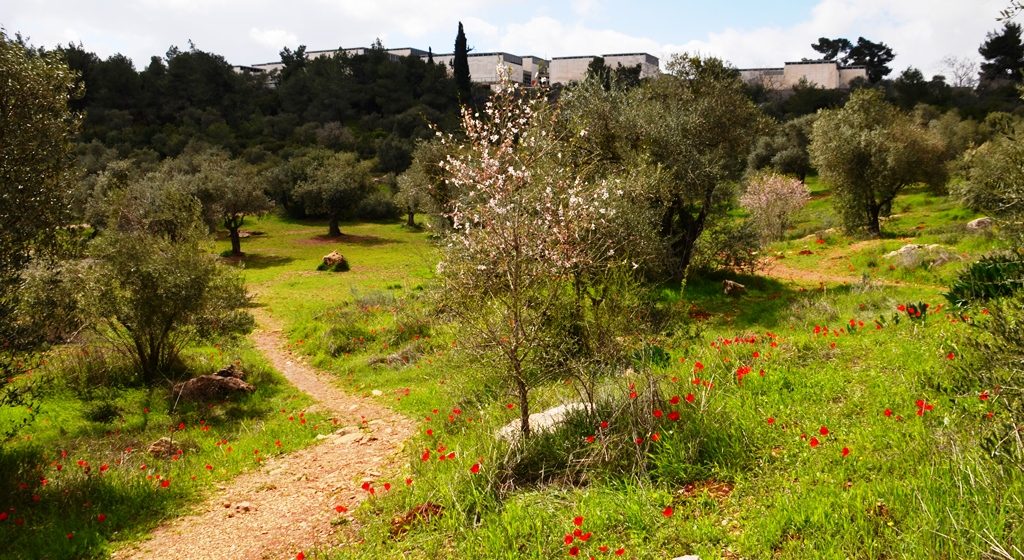 Path to Jerusalem Israel Museum wild flowers in spring