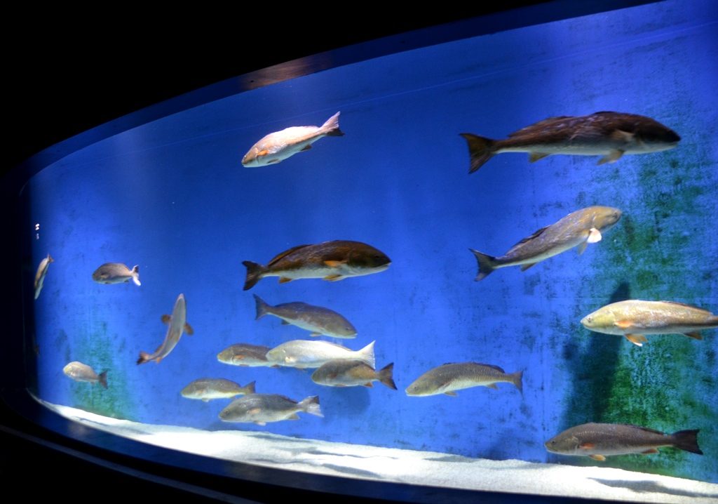 Large fish in tank at Jerusalem Aquarium