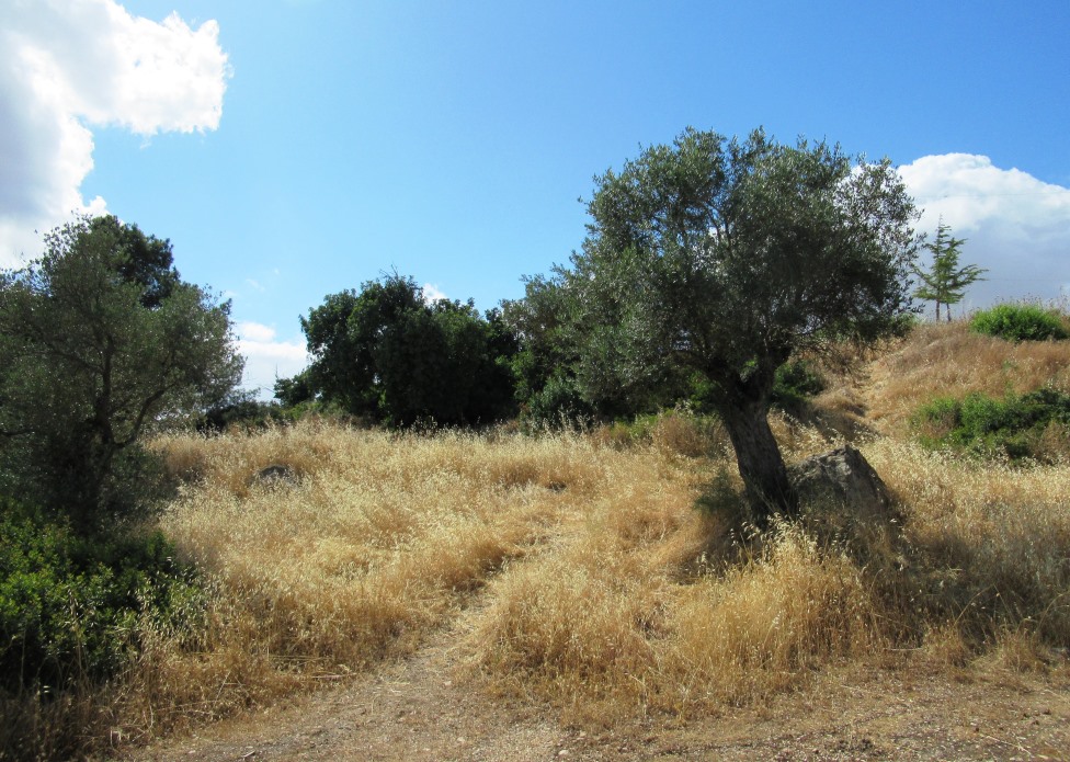 Valley of Cross in Jerusalem Israel summer dried grasses 
