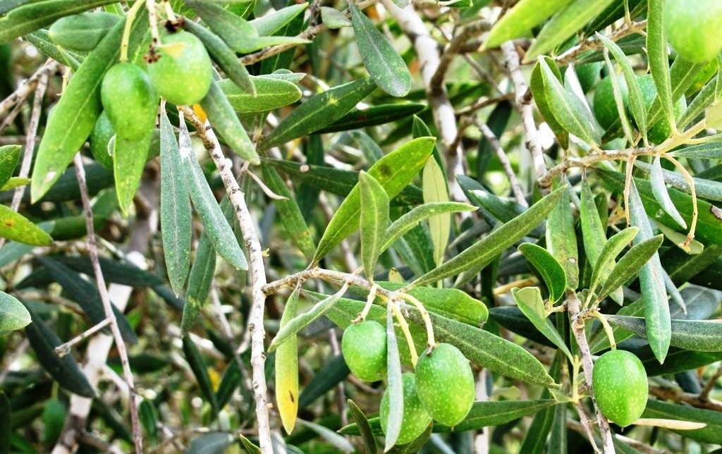 Olive tree in Jerusalem Israel park 