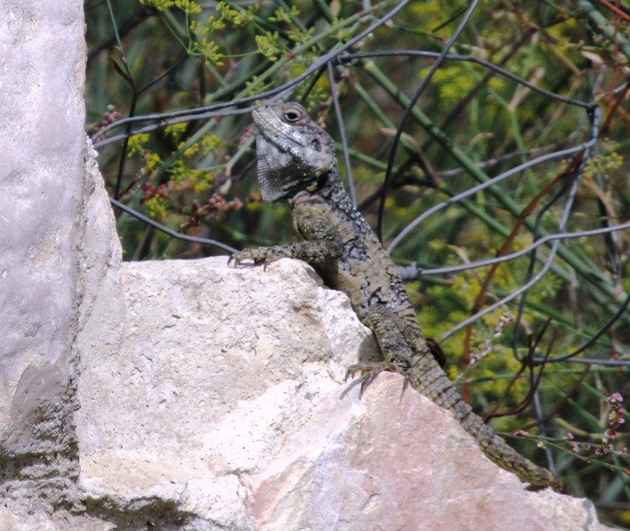 Lizard on a stone in Valley of the Cross Jerusalem