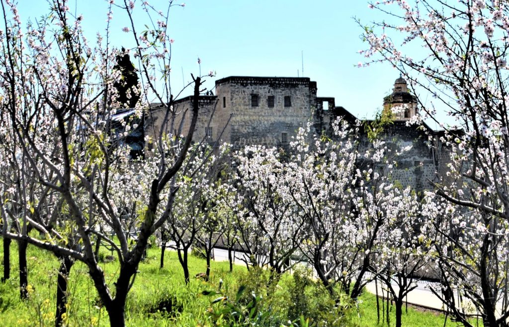 New almond trees blooming near the old Monastery in Jerusalem