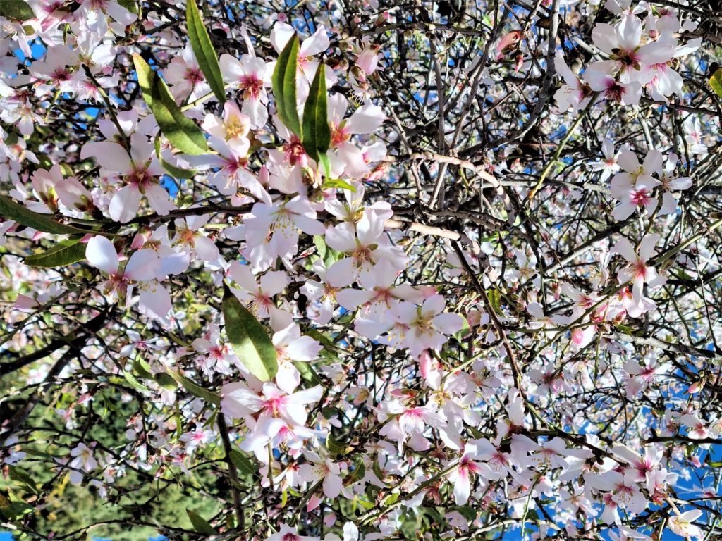 Almond blossoms in bloom early