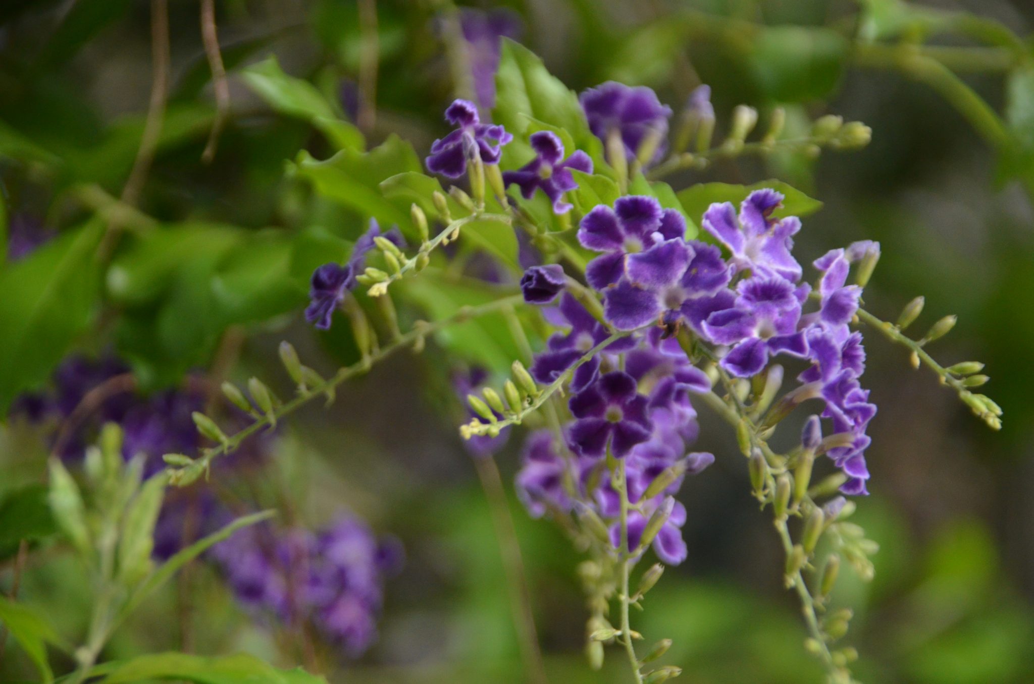 Jerusalem flowers The Real Jerusalem Streets