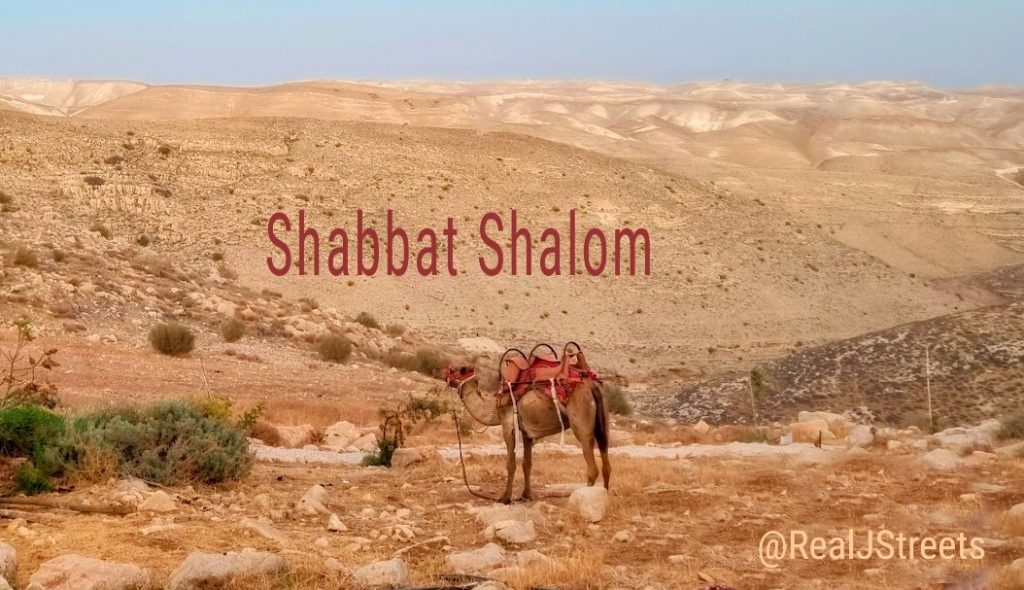 This image has an empty alt attribute; its file name is Shabbat-shalom-camel-1024x590.jpg